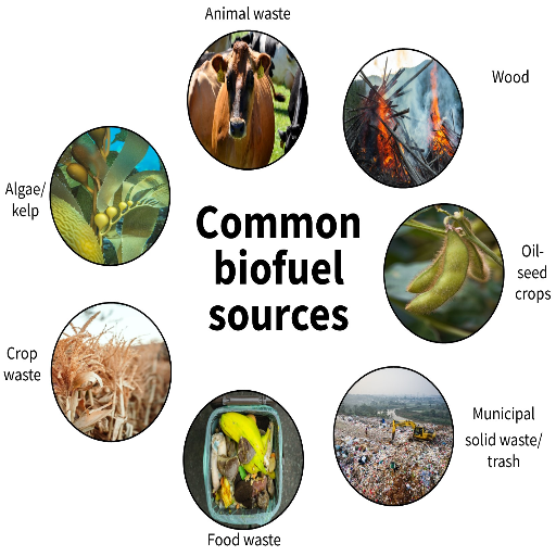 Is Biomass Energy Renewable The Carbon-Cycle Reality